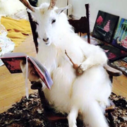 大斐的个人资料头像