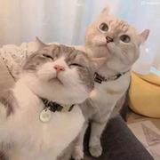 zutto的个人资料头像