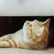 比柠檬还萌的个人资料头像