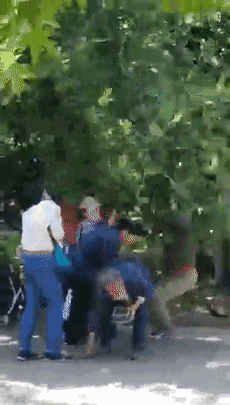 疼！大连这些树快被摇断了