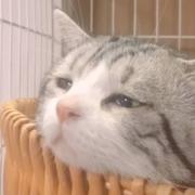 我是有头发的的个人资料头像