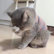 peppacatt的个人资料头像