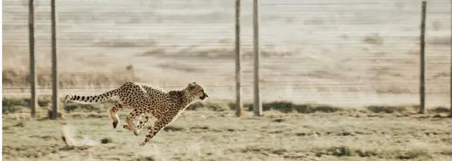 微服务网关哪家强？一文看懂Zuul, Nginx, Spring Cloud, Linkerd性能差异