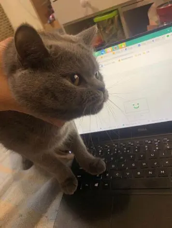 不让我工作，谁给你买小鱼干