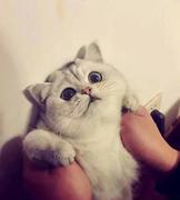 小小qq的个人资料头像