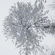 MortonHolt的个人资料头像