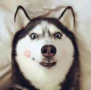 佟学来了的个人资料头像