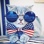 戴蓝墨镜的猫的个人资料头像