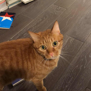 红色小鹿的个人资料头像