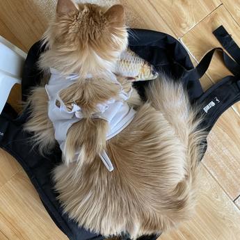 程序员和他的猫于2020-03-10 09:31发布的图片