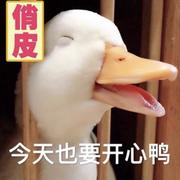 数据鸭的个人资料头像