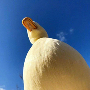 姜斌酱的个人资料头像