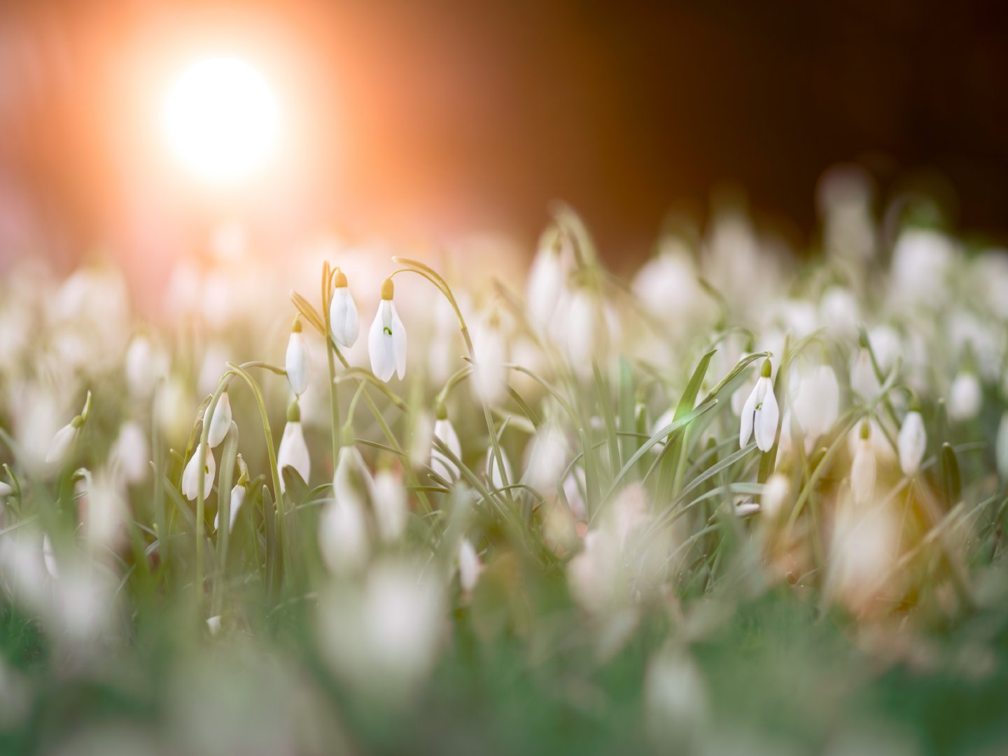 close-up-photo-of-a-bed-of-white-flowers-953241