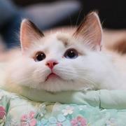 chatWithCat的个人资料头像