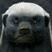 青火88的个人资料头像