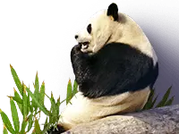 Compressed transparent PNG file