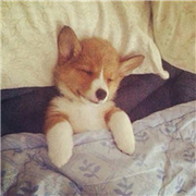 巧克力罗宾的个人资料头像