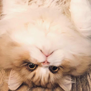 超人果果的个人资料头像