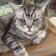 前端GODDESS的个人资料头像