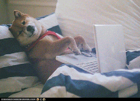 Dog using laptop on bed