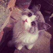 随便叫什么86的个人资料头像