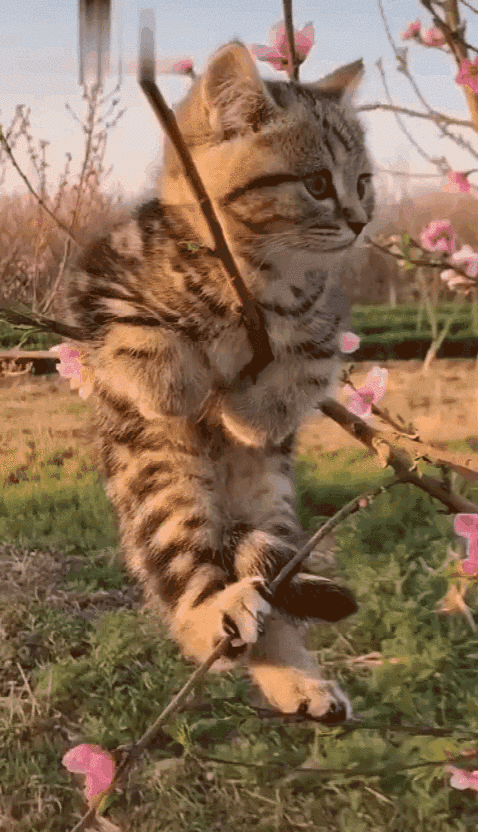 有鱼是只猫于2020-03-28 07:22发布的图片