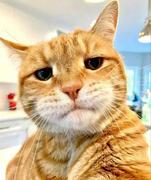 前端民工的个人资料头像