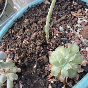 zhonglaoban于2020-03-29 23:07发布的图片