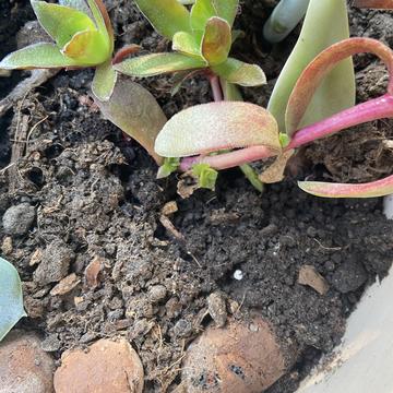 zhonglaoban于2020-03-29 23:07发布的图片