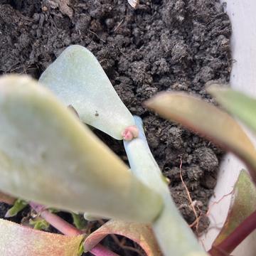 zhonglaoban于2020-03-29 23:07发布的图片