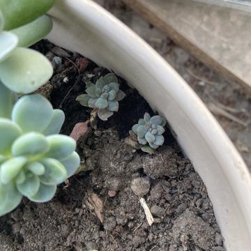 zhonglaoban于2020-03-29 23:07发布的图片