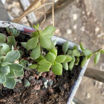 zhonglaoban于2020-03-29 23:07发布的图片