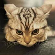 芥末啊芥末的个人资料头像