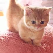 岑了个溪的个人资料头像