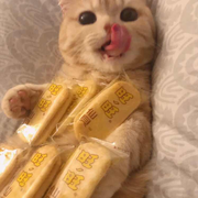 MrZdd的个人资料头像