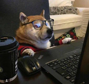 优雅码农丶的个人资料头像