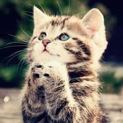 alferd0806的个人资料头像