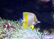 DarlingHarbour的个人资料头像