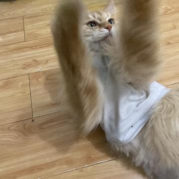 程序员和他的猫于2020-03-31 19:12发布的图片