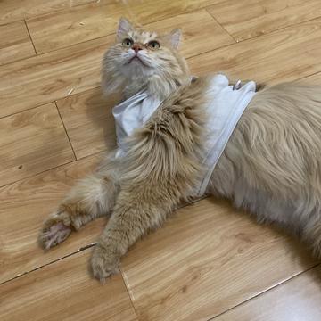 程序员和他的猫于2020-03-31 19:12发布的图片