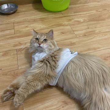 程序员和他的猫于2020-03-31 19:12发布的图片