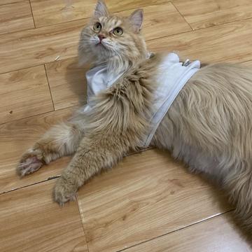 程序员和他的猫于2020-03-31 19:12发布的图片