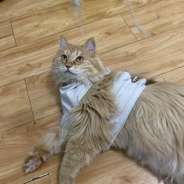 程序员和他的猫于2020-03-31 19:12发布的图片