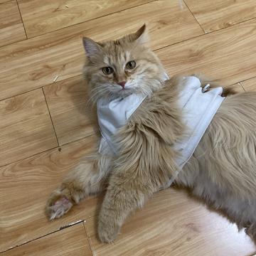 程序员和他的猫于2020-03-31 19:12发布的图片