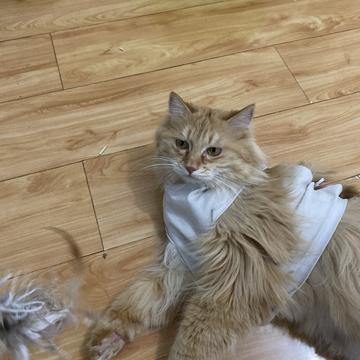 程序员和他的猫于2020-03-31 19:12发布的图片