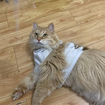 程序员和他的猫于2020-03-31 19:12发布的图片