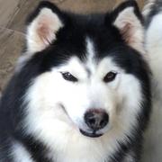 Tony段的个人资料头像