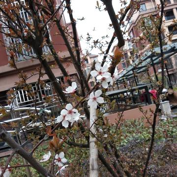 figerismy于2020-03-08 14:41发布的图片