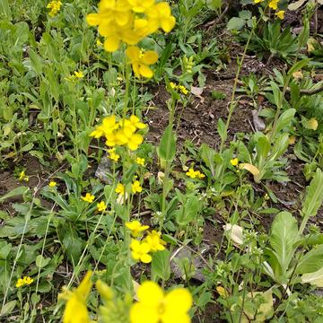 figerismy于2020-03-08 14:41发布的图片