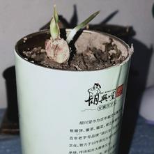 张风捷特烈于2020-03-08 20:16发布的图片